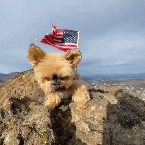 Duckytheyorkie Reaches Mountain Top with Flag