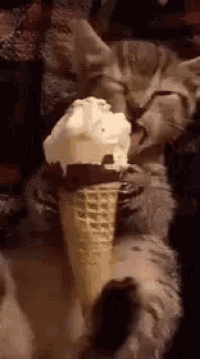 Adorable Kitten Enjoys Ice Cream