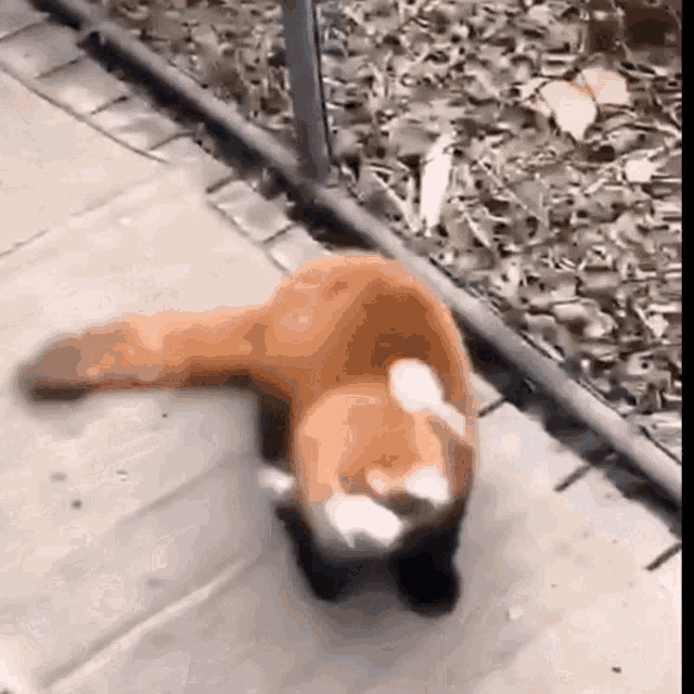 Red Panda Walking
