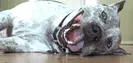 happy pitbull