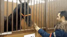 Horse Horses