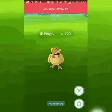 5312312pidgey
