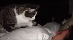 5:00 AM ► Psst… Psst… wake up lazy woman…