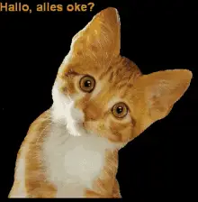 Hallo Katze, Alles Okay? - Hallo