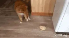 Scared Playing