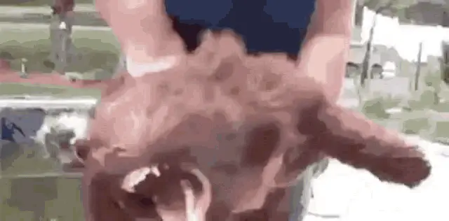 Wild Bear Meme: Dog Roaring