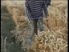 crop stompin