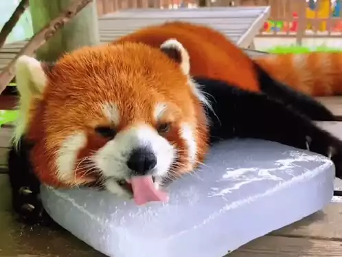 Red Panda Cooling Down on Ice Block