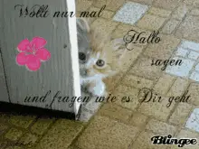 Love Cat