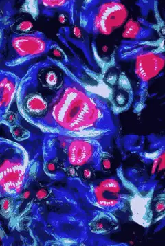 Grita mami