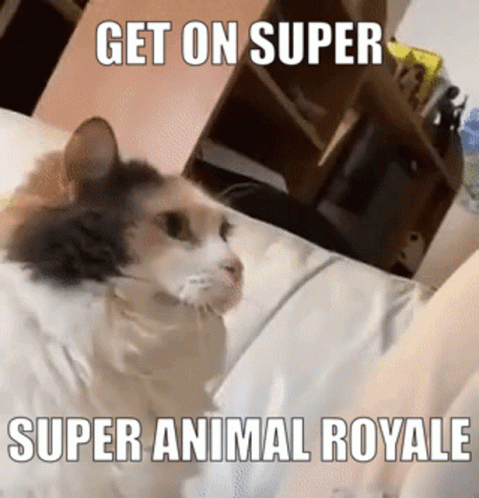 Cat Headbutts for Super Animal Royale