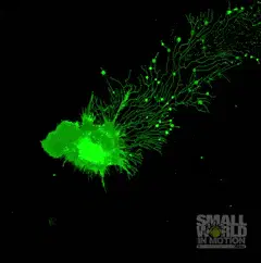 Migrasome formation in L929 cell