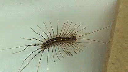 Bitte Nicht! House Centipede Close-up