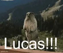 Groundhog Yelling Lucas!!!