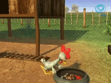 Gallina Turuleca Arroja Granos