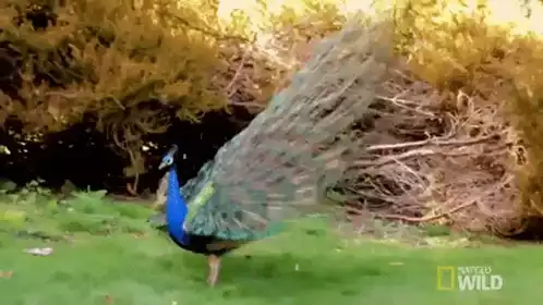 Peacock's Impressive Tail Feather Display