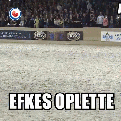 Friesian Horse Presentation (Hynder Paard)