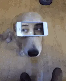 When Your Dog Gives You A Funny Look