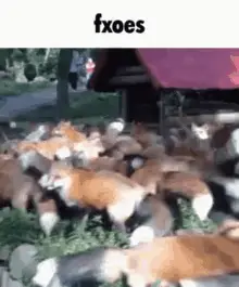 Foxes