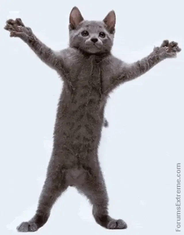 Funny Pictures Animated Dancing Cat – funny pictures meme GIF free download no watermark 2026