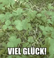 Kleeblatt Viel Glück
