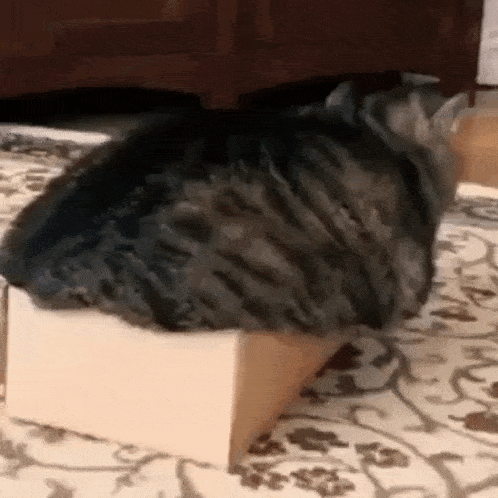 Chonky Cat Squeezes into Cardboard Box