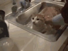 Arreuh Arrete Chat: Cat Bath Time Distress