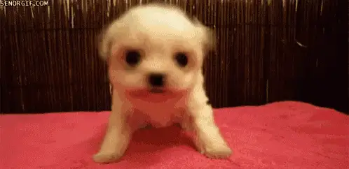Cute Puppy Shaking Head Playfully – free GIF download | meme platform | memes GIF