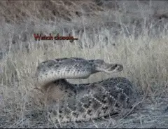 Rattlesnake Bowkill