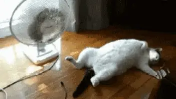 Ola De Calor