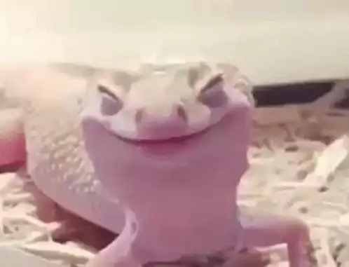 Delighted Gecko