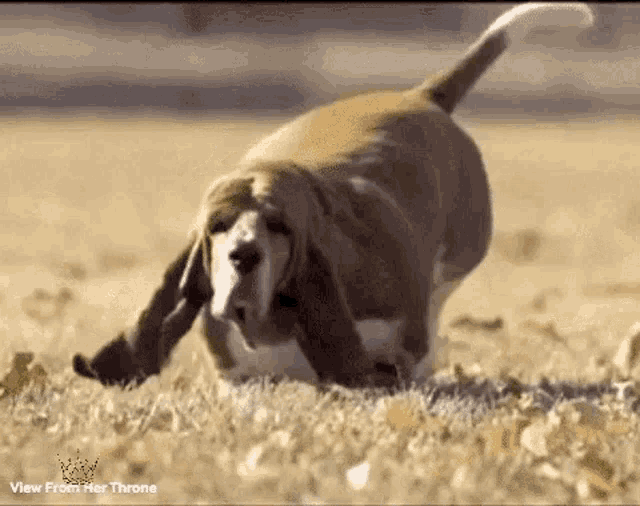 Bassett Hound Says Hello Sunday!