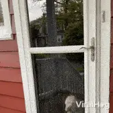 Excited Dog Bounces At The Door Viralhog