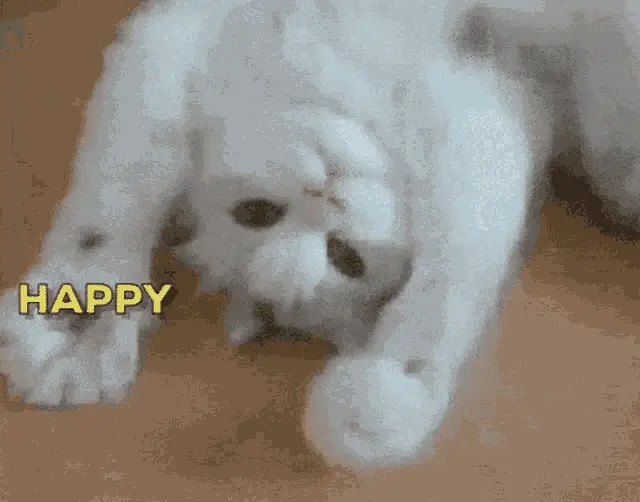 Happy Birthday Cute Cat – birthday memes meme GIF free download no watermark 2026