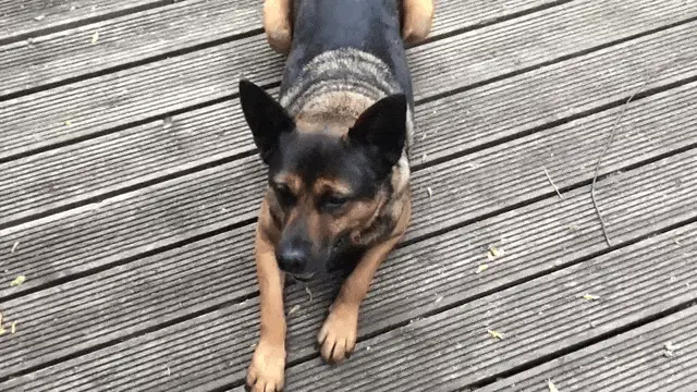 Patient Boy Gets Tasty Cheese