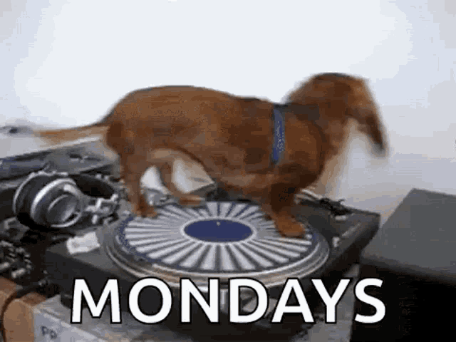 Dachshund Dog on Record Player - Mondays