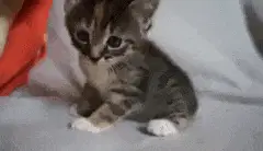 Meow!