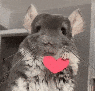 Lunacial's Birthday Chinchilla with Heart