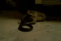 Garage Frog eating snake!!!!