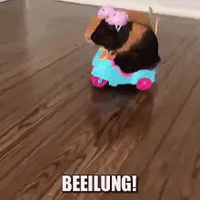 Meerschweinchen Scooter