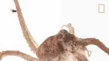 Octopuses Are Intelligent Octopuses101