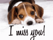 Missing You Puppy: Cute Beagle