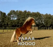Happy Horse