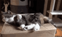 GIF uploaded by Funnygirl