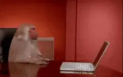 Der Affe kennt sich gut mit dem Laptop aus :')