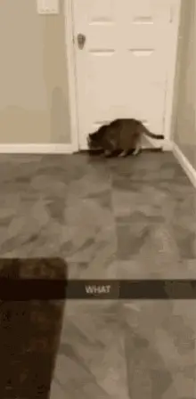 Cat Katze
