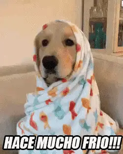 Hace Mucho Frio: Perro Abrigado