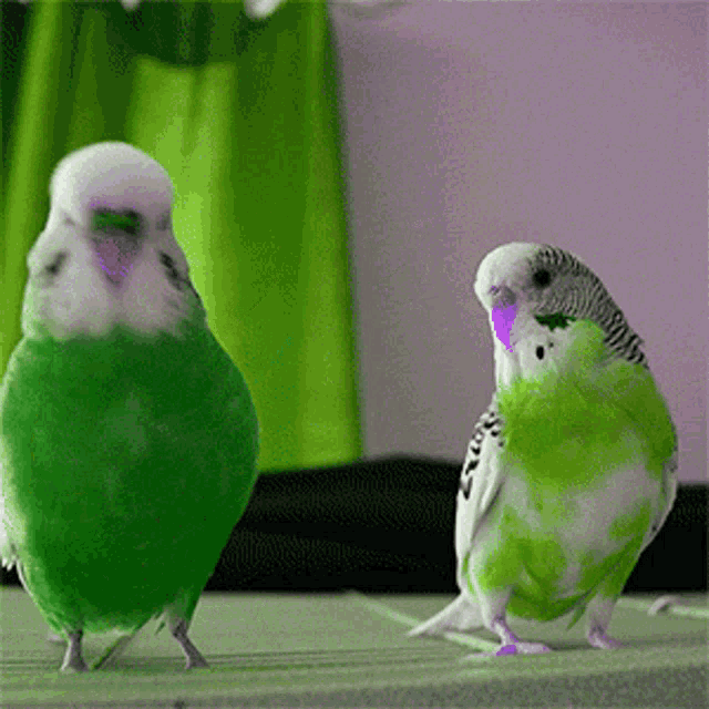 Two Cute Green Parakeets