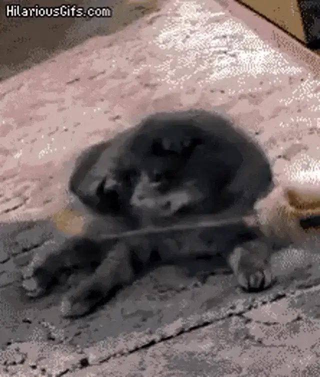 Funny Cat Revelations – funny pictures meme GIF free download no watermark 2026