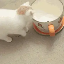 Cat Pets